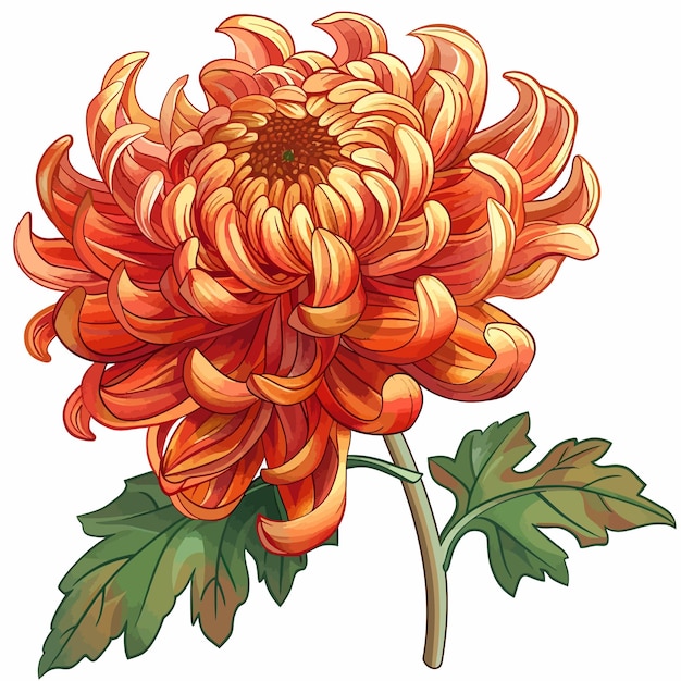 Vector chrysanthemum flower