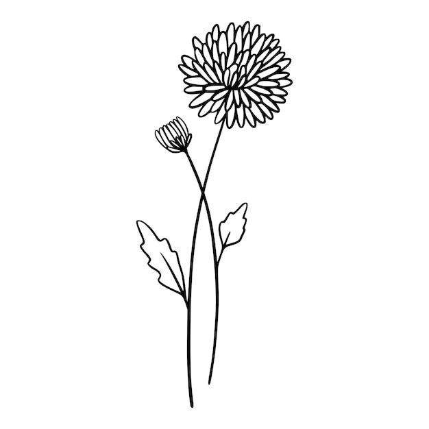 Chrysanthemum flowers on white background Handdrawn illustration of a summer flower Drawing