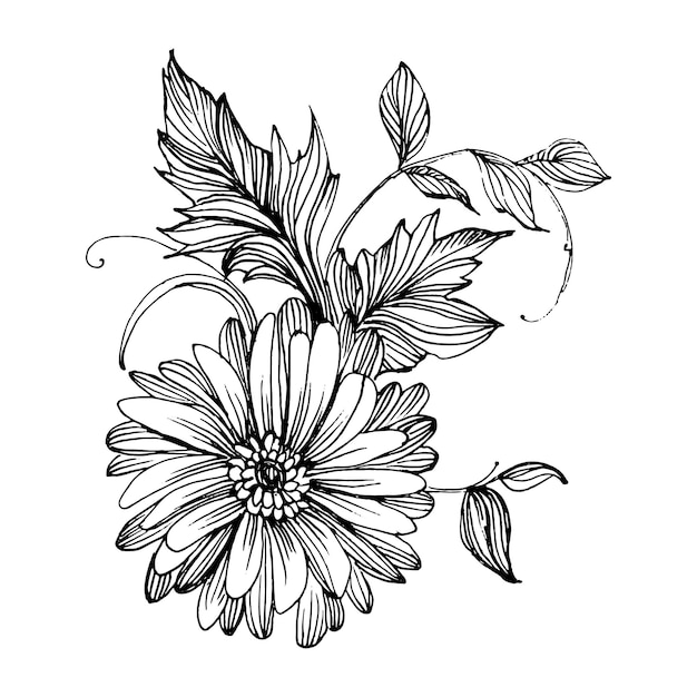 Chrysanthemum hand drawing. Floral in line art style.