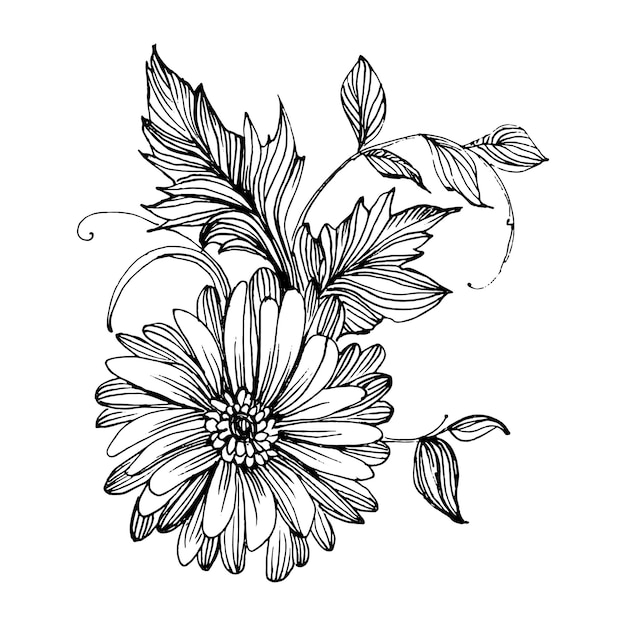 Chrysanthemum hand drawing. floral in line art style.