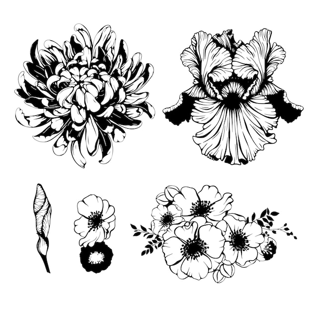 Vector chrysanthemum iris anemone flowers flower bud vector silhouette