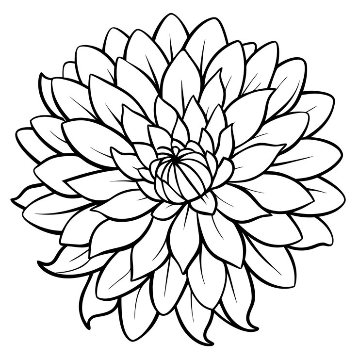 Vector chrysanthemum schets kleurboek pagina lijn kunst illustratie digitale tekening