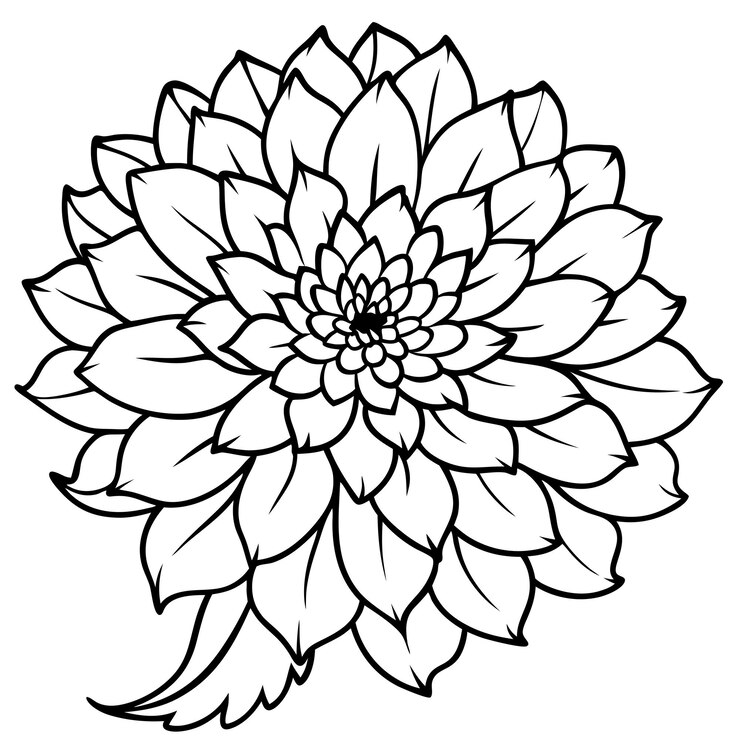 Vector chrysanthemum schets kleurboek pagina lijn kunst illustratie digitale tekening