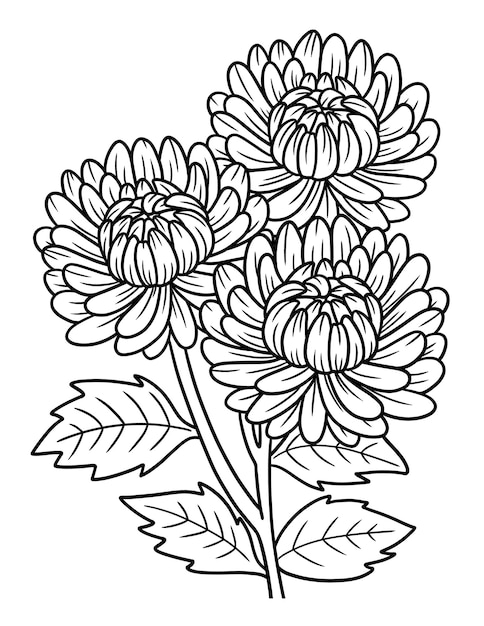 Chrysanthemums Flower Coloring Page for Adults