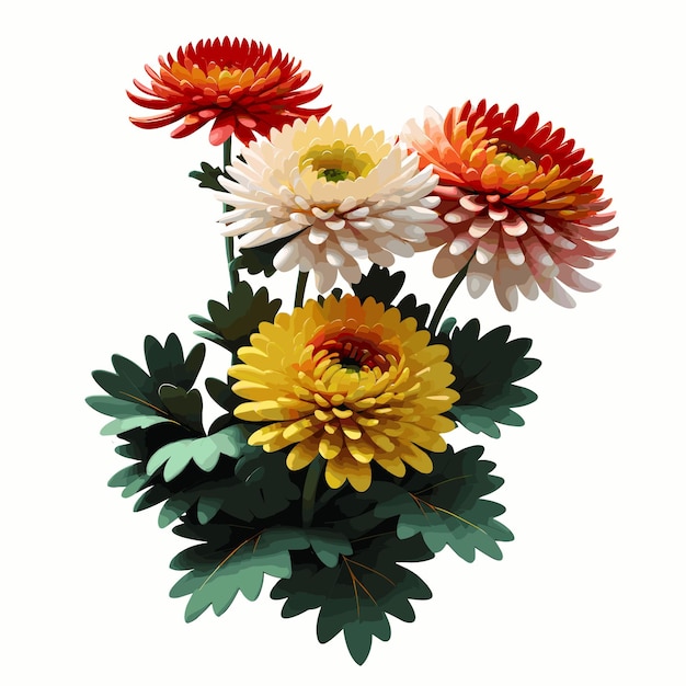 Vector chrysanthemums flower vector