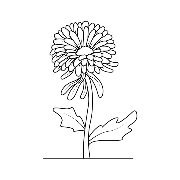 Vector chrysanthemums flower