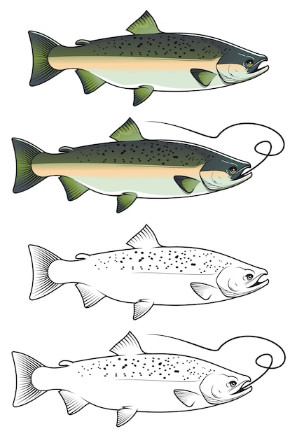 Vector chum salmon fish