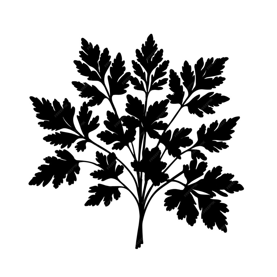 Premium Vector Cilantro parsley silhouette parsley leaf isolated on
