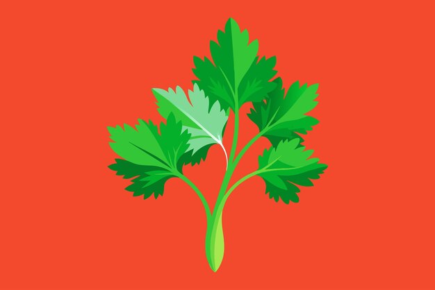 Vector cilantro vegetable background