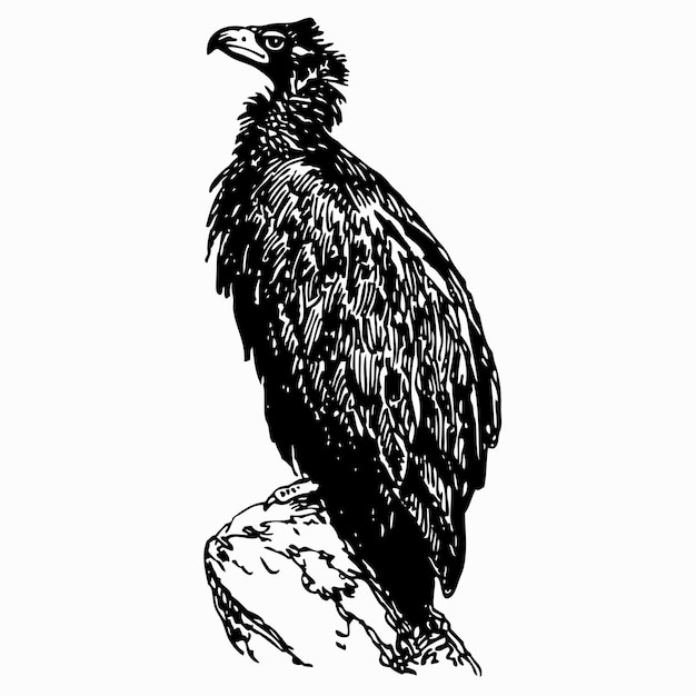 Cinereous vulture