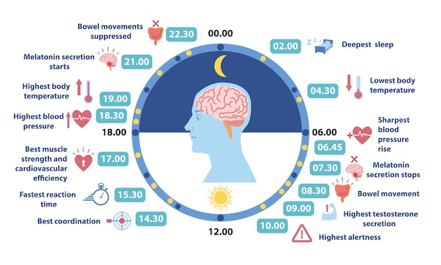 Vector circadiam rhythm infographic information about human body information for scheduling healthy