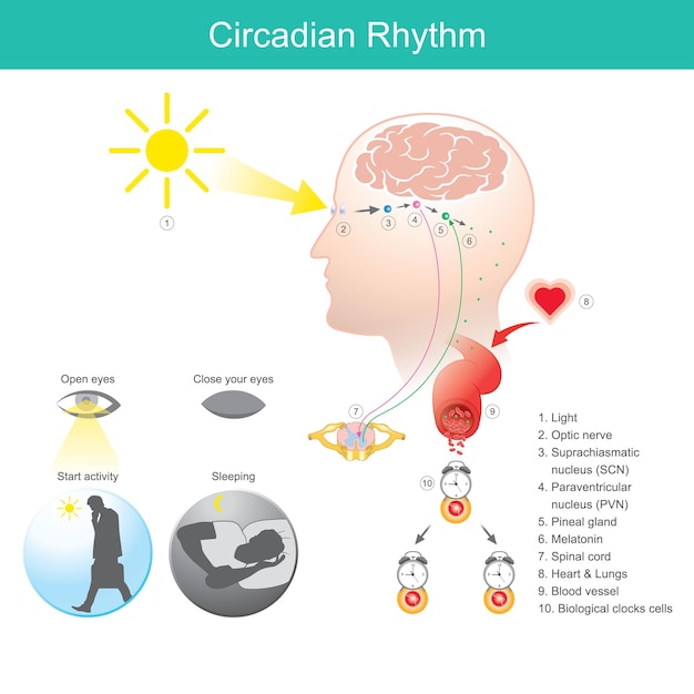 Ritmo circadiano diagramma della melatonina corpo umano fisico aprire gli occhi chiudere gli occhi iniziare l'attività sonno