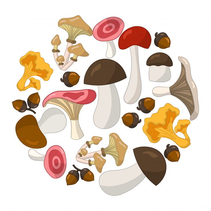 Vector circle of colorful edible mushrooms on a white