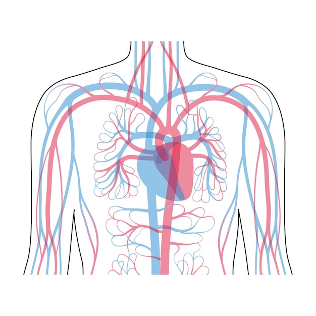 Anatomia del sistema circolatorio