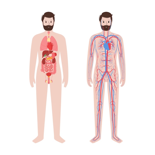 Circulatory system concept