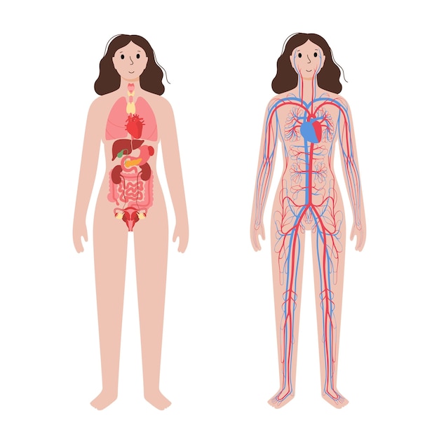 Circulatory system concept