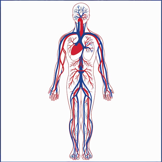 Vector circulatory system