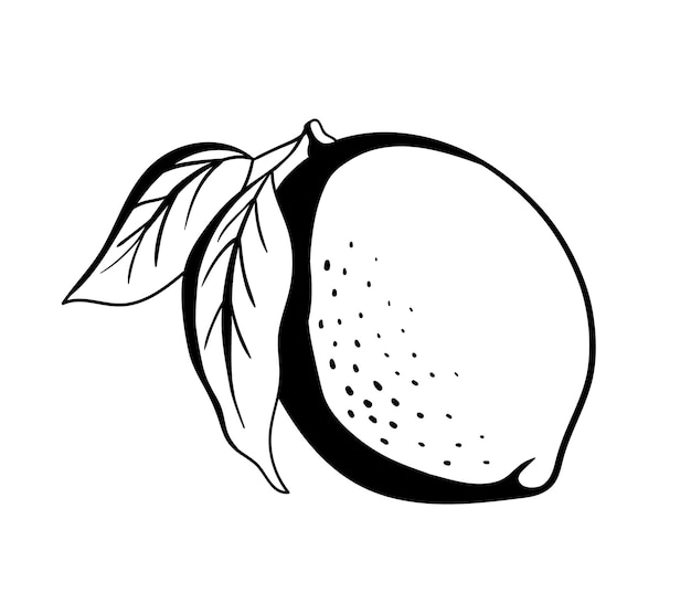 Citroen glyph icoon Monochrome vectorillustratie geïsoleerd op wit Citrusvruchten met bladeren