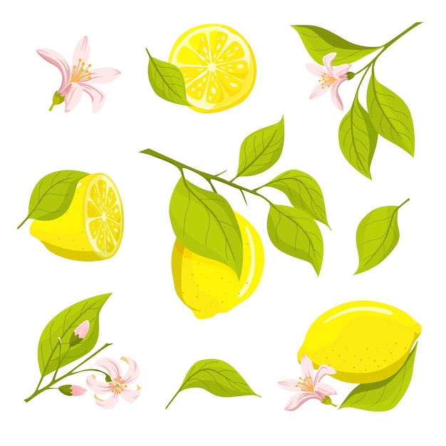 Vector citroen set: twijgen, bladeren, bloemen, vruchten.