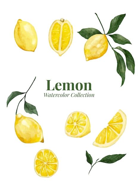 citroen waterverf illustratie