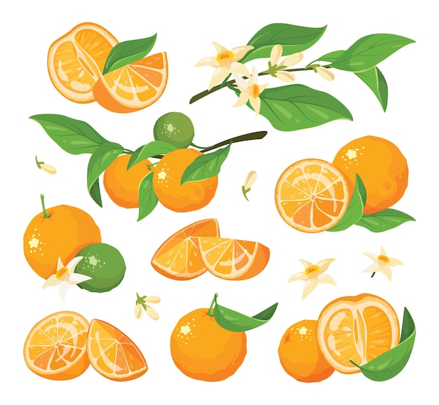 Citrus colorful fruit set vector illustration Collection of different  drawing oranges with leaves