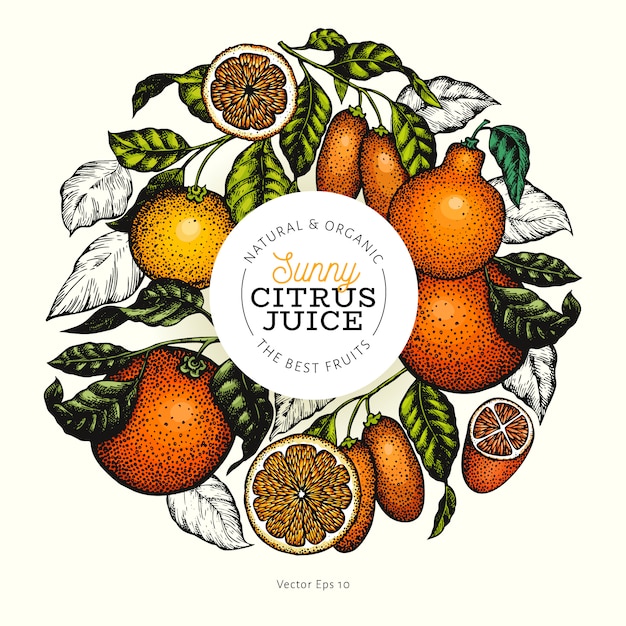 柑橘系のデザイン手描きの背景色フルーツイラスト。刻まれたスタイルレトロな柑橘系のフレーム。