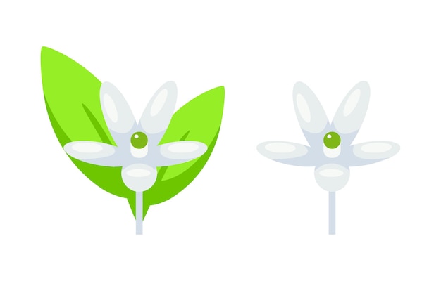 Citrus flower in full bloom next to a budding flower depicted with a simplistic style