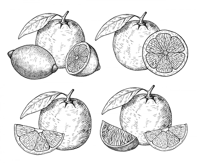Citrus fruit hand drawn