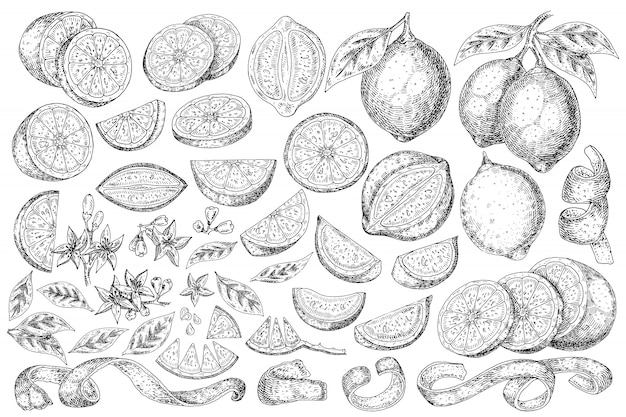 Vector citrus fruit lemon hand drawn food.