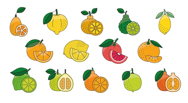 Vector citrus fruits food allergens illustration set in color vector lemon and orange grapefruit and mandarin lime and bergamot pomelo and calamondin tangelo and kumquat ponkan and limetta kombava