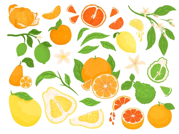 柑橘系の果物、レモン、オレンジ、グレープフルーツ、ライムは緑の葉と白い背景のイラストのセットです。健康的で新鮮なフルーティーなトロピカルシトラスを半分にしたもので、食事とビタミンのためにスライスされています。