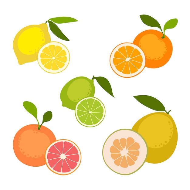 Vector citrus fruits set.