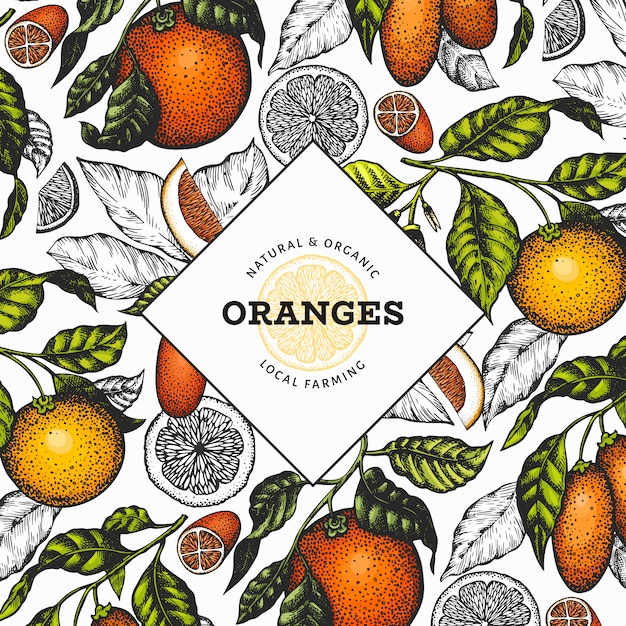 Citrus fruits template. hand drawn vector color fruit illustration