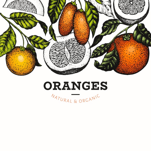 Citrus fruits template.