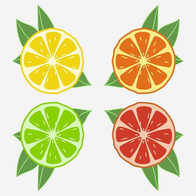 葉と柑橘系の果物。オレンジ、ライム、レモン、グレープフルーツ。ベクトルイラスト。