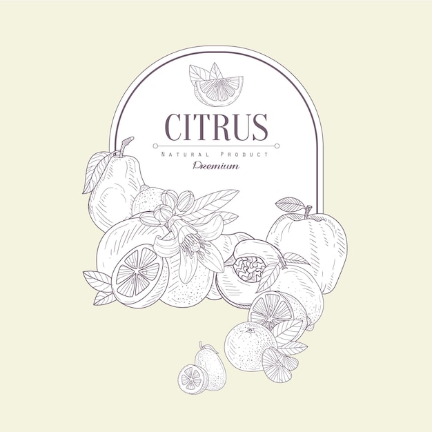 Citrus, Hand getrokken Vector Illustratie Banner, biologisch voedsel schets achtergrond. Vector frame ontwerp