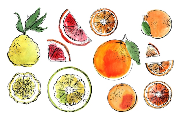 Vector citrus zwarte lijn getekend op een witte achtergrond kleur vector tekening van fruit kaffir limoen pomelo grapefruit sinaasappel