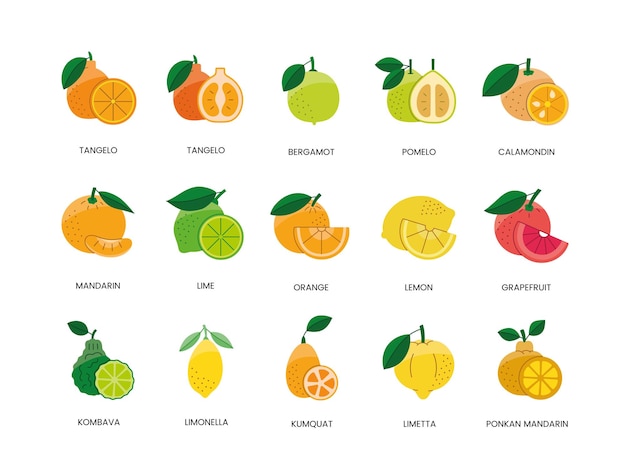Vector citrusvruchten voedselallergenen illustratie in kleur vector citroen en sinaasappel grapefruit en mandarijn limoen en bergamot pomelo en calamondin tangelo en kumquat ponkan en limetta kombava