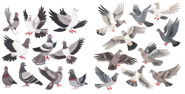 City dove bird flying pigeons and town birds doves