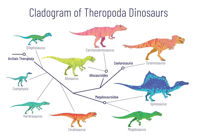 벡터 theropoda 공룡의 cladogram. 흰색 배경에 화려한 그림입니다. 수각류 사이의 관계를 보여주는 다이어그램-구식 theropoda, allosauroidae, megalosauroidae, coelurosauria. 디노