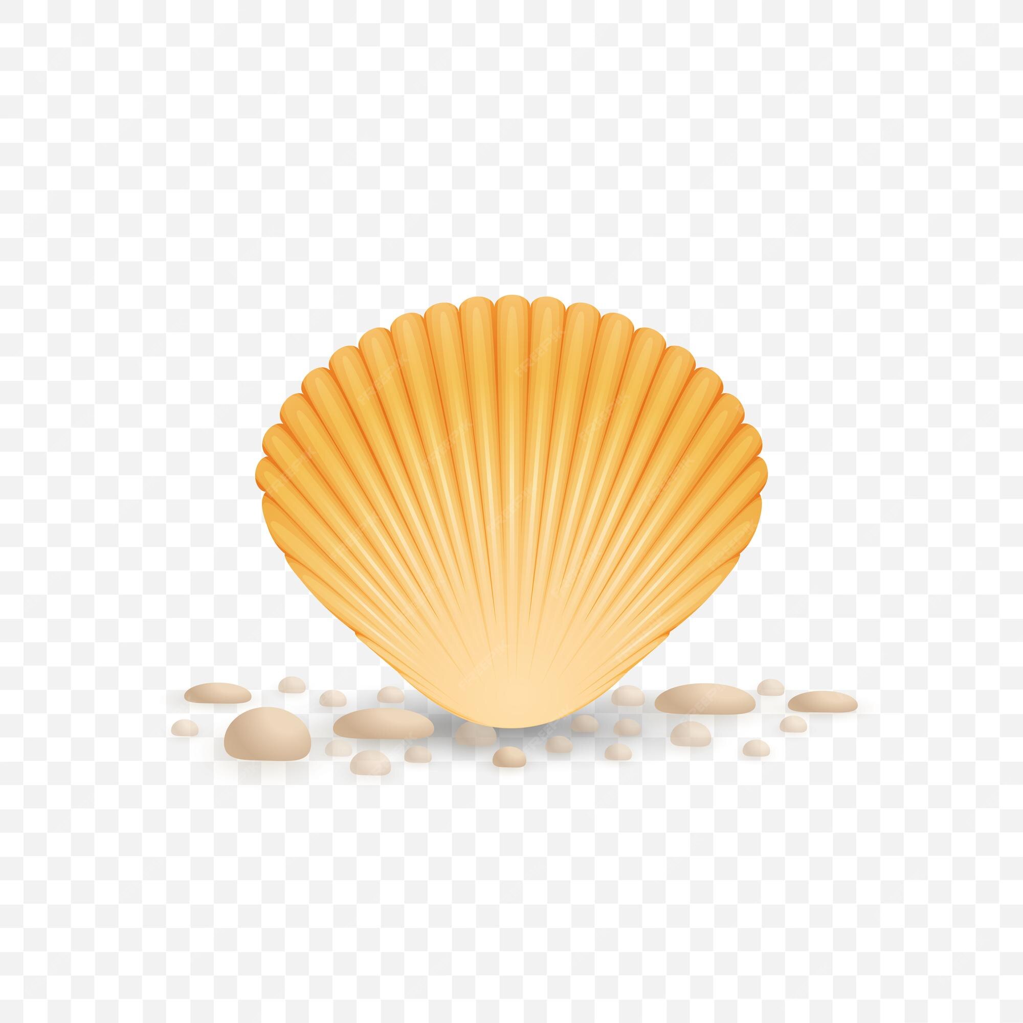 Premium Vector | Clam shell with gravel