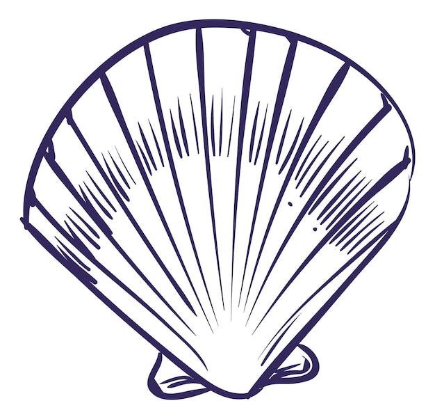 Clam sketch. closed seashell in hand drawn style