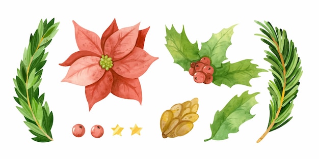 Classic  christmas plants watercolor clipart poinsettia flowers spruce branches and holly leaves