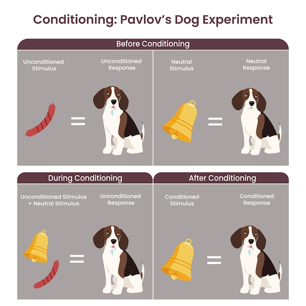 클래식 컨디셔닝 Pavlov의 개 실험 벡터 일러스트 레이 션 다이어그램