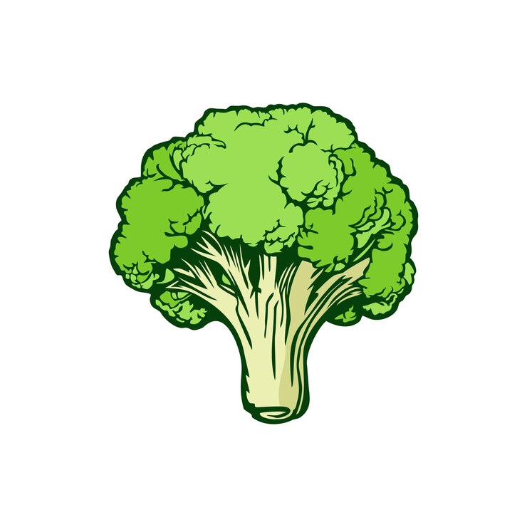 Vector classic hand drawing broccoli illustration