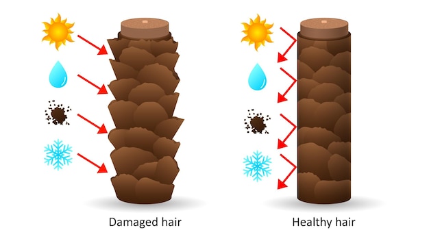 Capelli resistenti al clima e vulnerabili al microscopio distruzione delle cellule ciliate dalla luce solare e dal gelo con effetti negativi umidità sporco e squame sane con riflesso vettore effetti nocivi