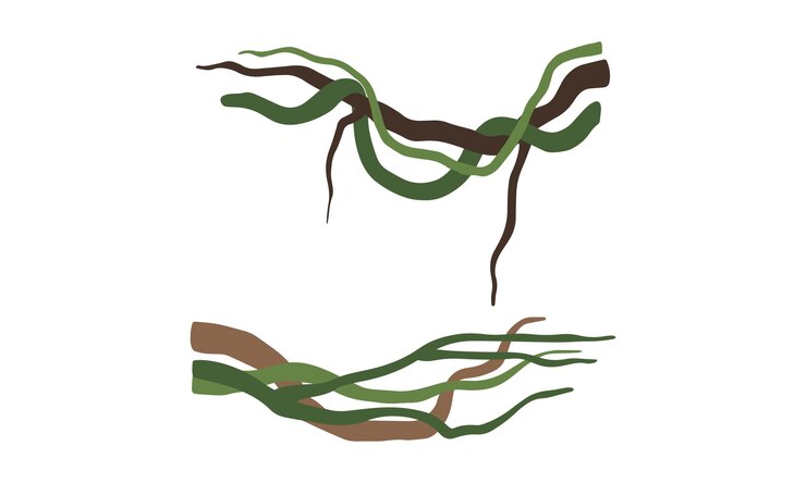 Vector climbing and tangled liana longstemmed woody vine vector set