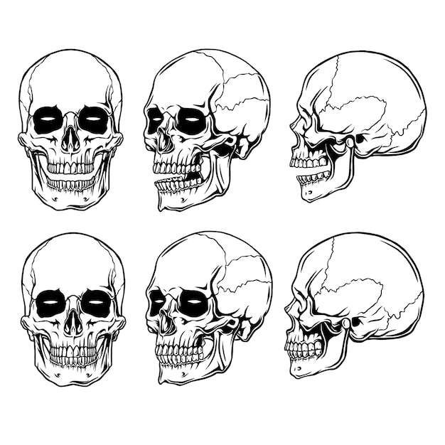 白いbegroundのクリップアートの解剖学の頭蓋骨