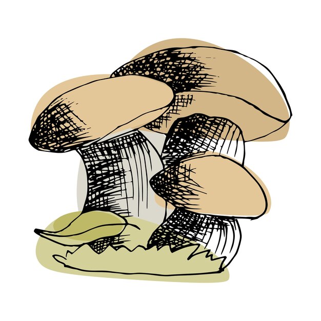 Vettore clip art, funghi disegnati a mano, line art con colore aggiunto