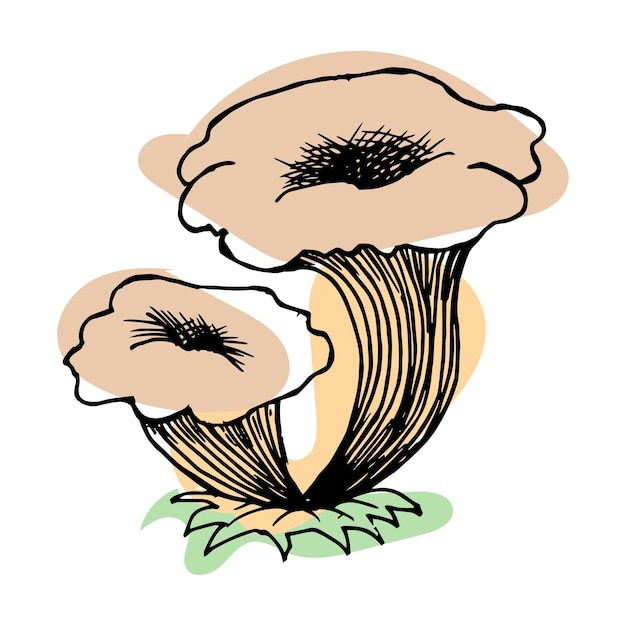 Clip art, funghi disegnati a mano, line art con colore aggiunto